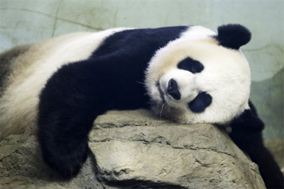 Birth of panda cub provides 'much-needed moment of pure joy'