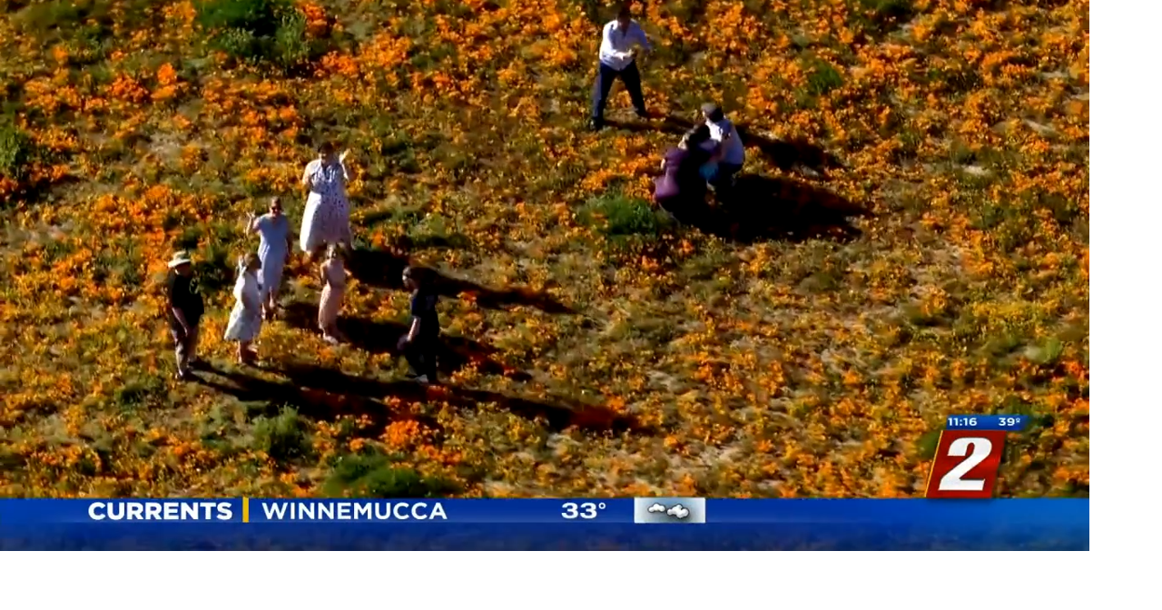 Poppy Super Bloom in California News