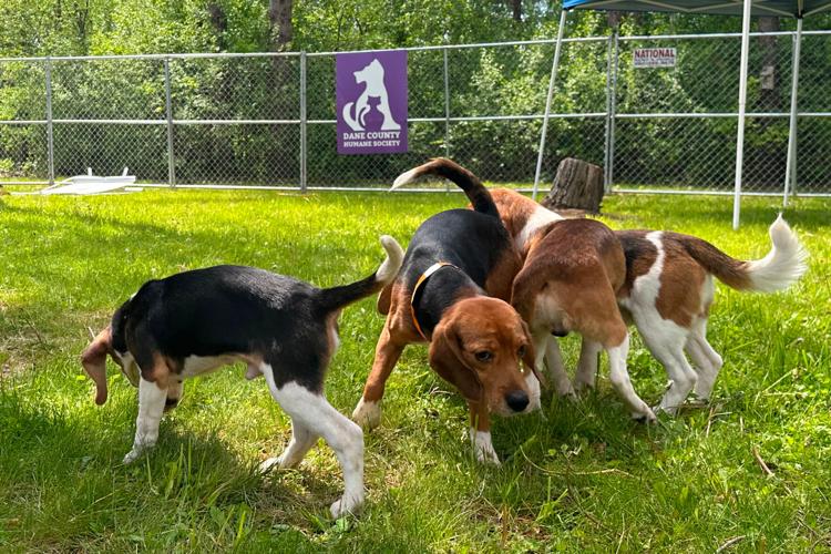 Animal Welfare Protest Wisconsin