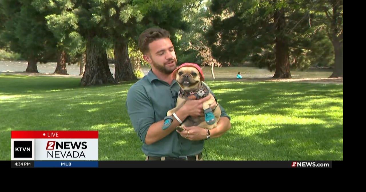 Tips for keeping your pets safe in the heat