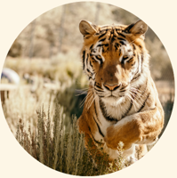 Animal Ark opens its doors for the season