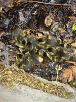 Sparks Firefighters Rescue Ducklings from Storm Drain