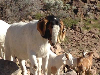 Goats: Mother Nature's Weedeaters