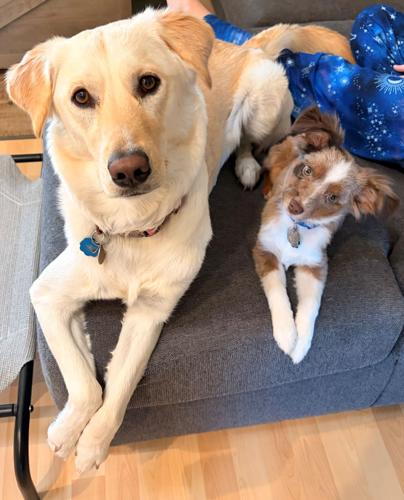 Hunny and Bear