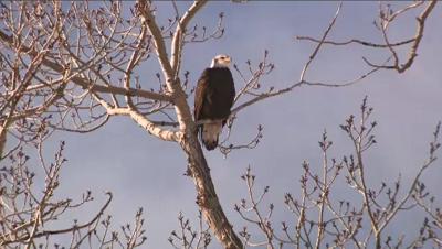 Hundreds Flock To Carson Valley To See Bald Eagles