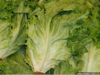 US Traces Lettuce Outbreak To At Least One California Farm