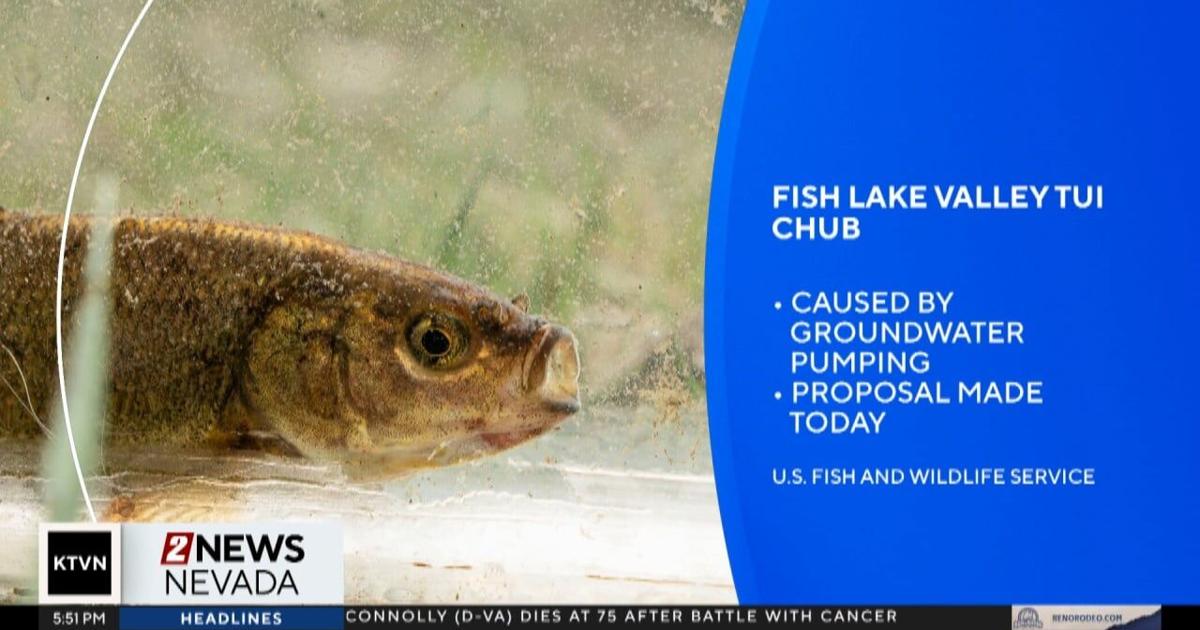 Fish Navaka Rare olive-colored fish in Nevada nears key step toward endangered ...
