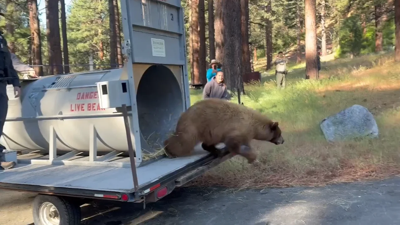 Bear released