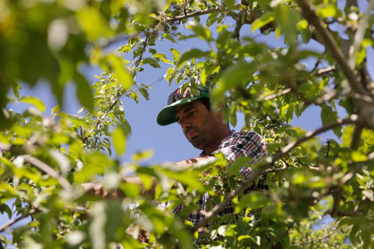 Vermont Paraquat Ban
