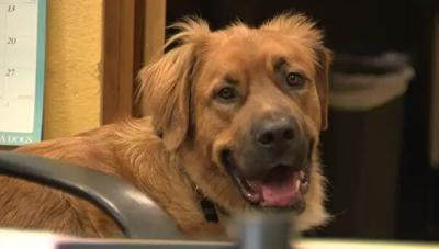 Do Pets Make a Good Gift?