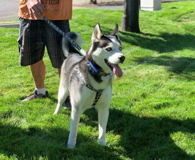 What Happens When a Dog is Declared Dangerous?