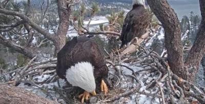Bald Eagle Lays Second Egg in Southern California Mountains