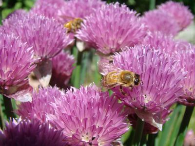 bee-on-chives (002).jpg