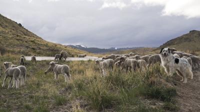 Fuel Reduction Project using sheep