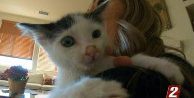 Healing Through Fostering