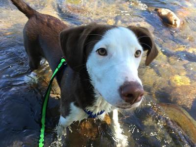 How to Beat the Heat: From Your 2 News Hound!