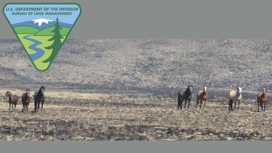 BLM Nevada Jakes Fire emergency wild horse gather