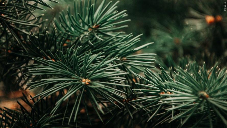 Christmas Trees.jpg