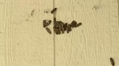 Moth Populations Rising in Northern Nevada