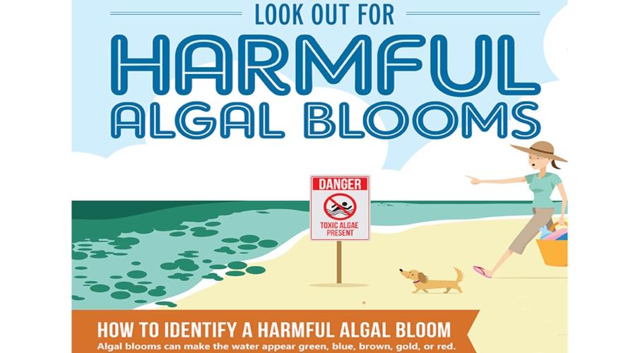 Harmful Algal Blooms