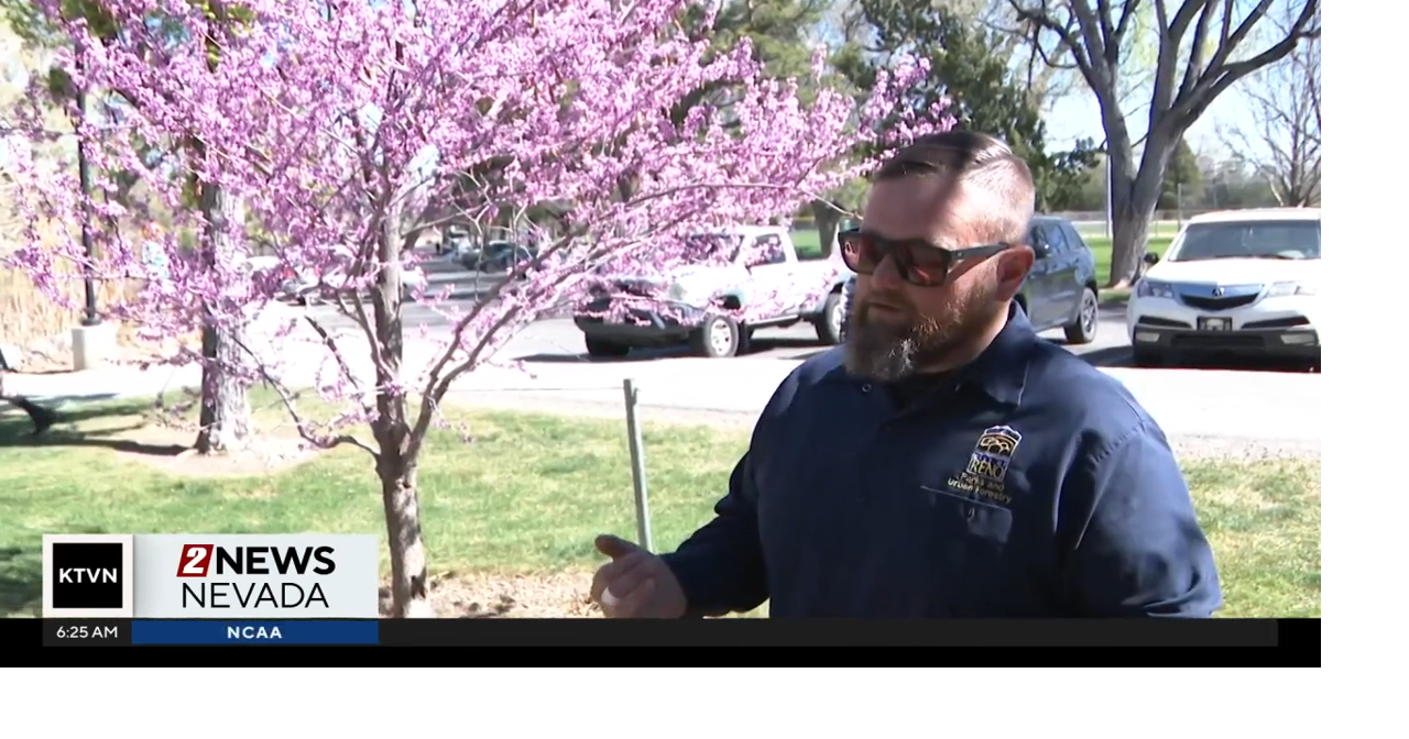 Matt Basile: Reno's urban forester, cutting down on the city's ...