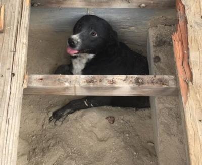 Reno Firefighters Rescue Dog Trapped Under Collapsed Porch