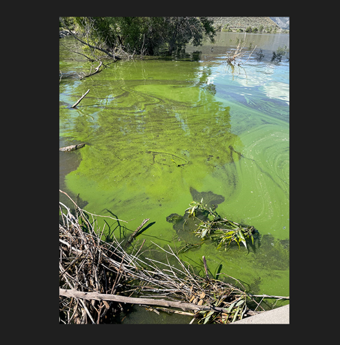 Algal Bloom