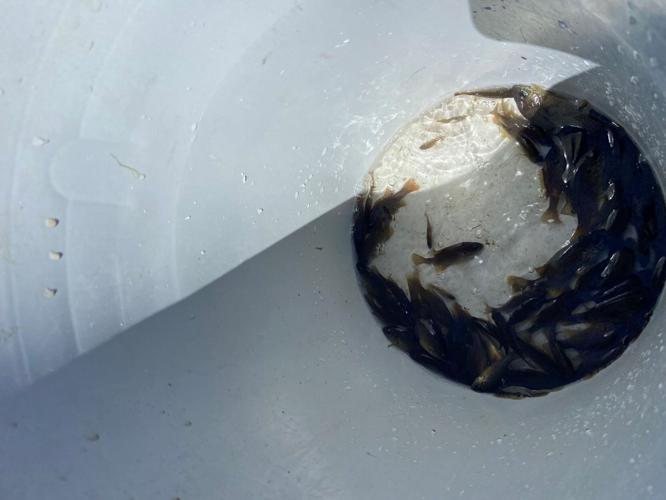 Invasive Fish Cleanup