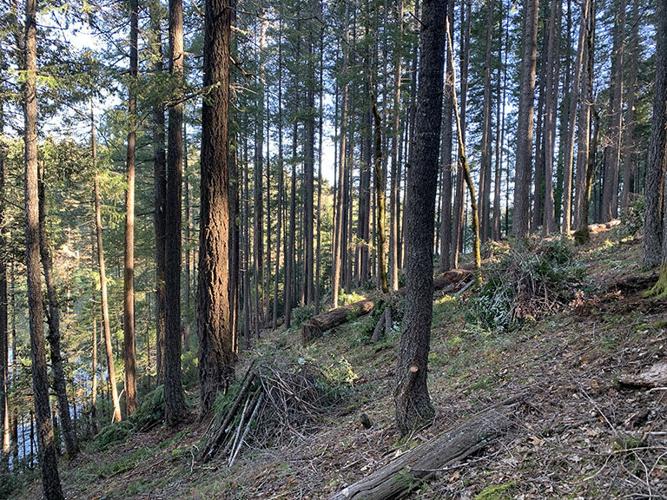 paradise Lake prescribed burning 2.jpg