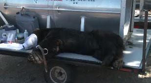 Bears Captured in Stateline, Incline Village to be Released Saturday