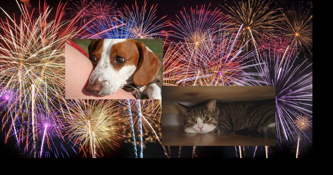 Fourth of July fireworks can create hidden dangers for pets