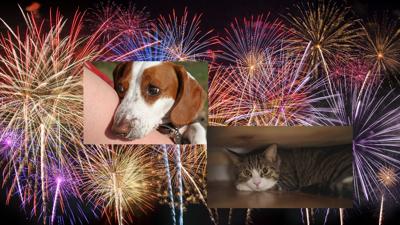 Fourth of July Pet Safety .jpg