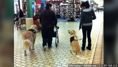 U.S. Seeks to Tighten Rules Covering Service Animals on Planes