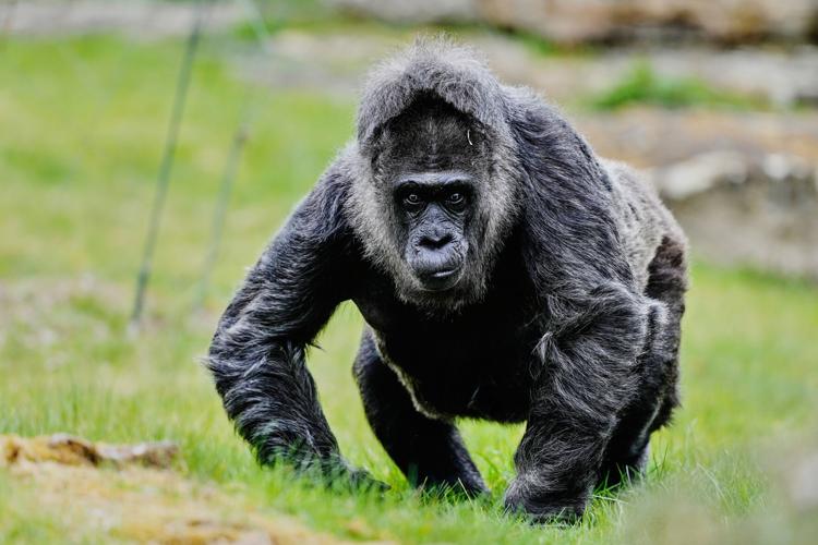 Germany Oldest Gorilla