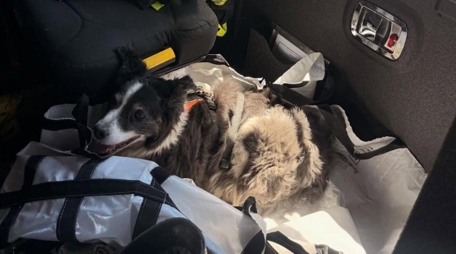 Sparks Firefighters dog rescue.JPG