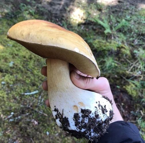 Mushroom Close Up