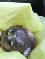 Hank the Hawk Escapes Freeway, Thanks To CHP