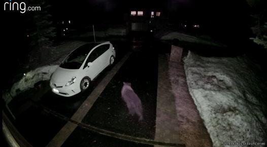 Ring Camera Records Bear Opening Car Door in Lake Tahoe