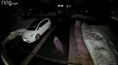 Ring Camera Records Bear Opening Car Door in Lake Tahoe
