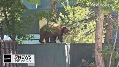 Lake Tahoe Bear web .jpg