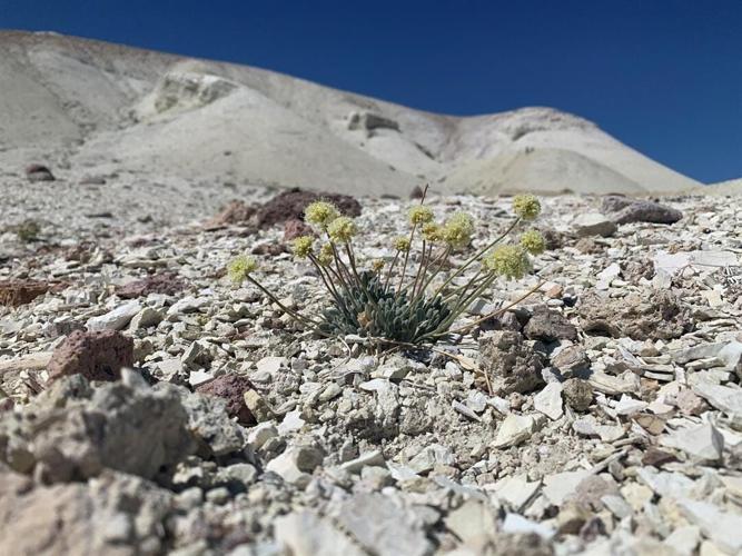 Mine Site Moves Along in Process, Feds Propose Listing Rare Flower as a Threatened or Endangered Species
