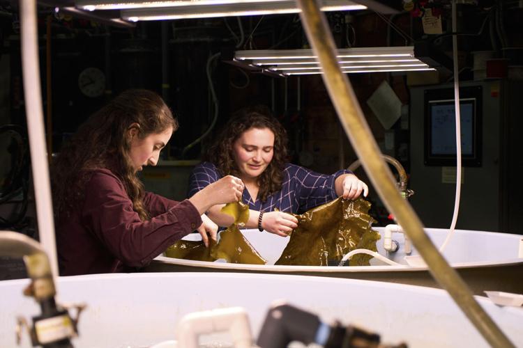 Climate Kelp Biofuels