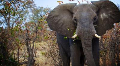 Trump Administration Once Again Lifts Elephant Trophy Ban