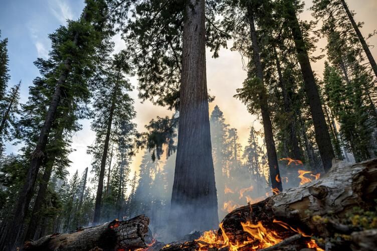 Yosemite Fire Grows as Crews Protect Iconic Sequoias 3