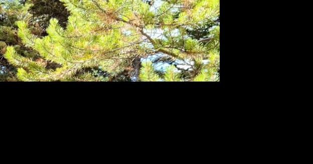 Christmas Tree Permits Available around Northern Nevada - Vimarsana News