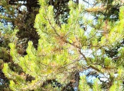 Humbolt-Toiyabe Christmas Tree Cutting Permit