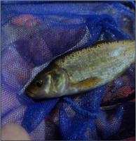 Lawsuit Launched to Protect Rare Nevada Fish, the Fish Lake Valley Tui Chub