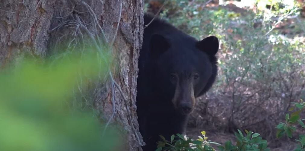 Bear Family Halts Prescribed Burn at Burton Creek State Park in