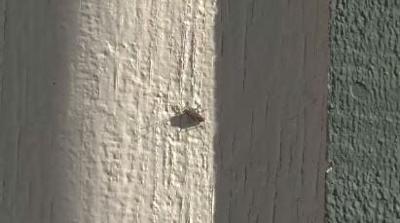 Bugs Starting to Come Out for Warm Weather