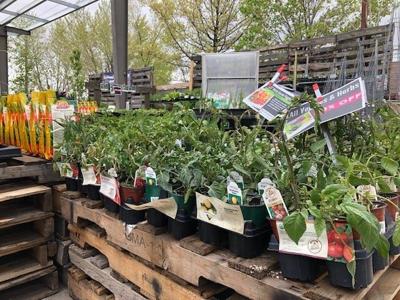 Spring Freeze Could Damage Your Plants And Pipes